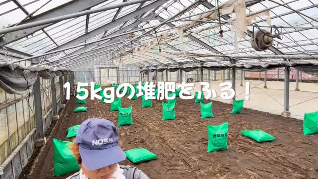 堆肥ふりvlog📷
1袋15kgの堆肥を40袋撒きました。

腕がパンパン💪

便利な物があるのは知っている。
そんな道具があればこんな苦労はしなくて済むのですが😂

うちはもうしばらく地味に頑張る必要があります💦

そんな私と並行して
旦那さんも頑張ってワイヤー張ってます。
お疲れ様‼️

#マルタカ菜園 #農業女子 #農業 #鹿児島