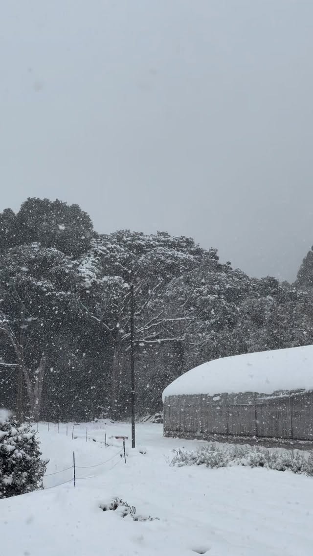 鹿児島市吉野町標高240mの
マルタカ菜園の様子です。

南国鹿児島も雪が積もりました。

皆様お気をつけて。

#マルタカ菜園 #農業 #農業女子 #鹿児島市 #積雪