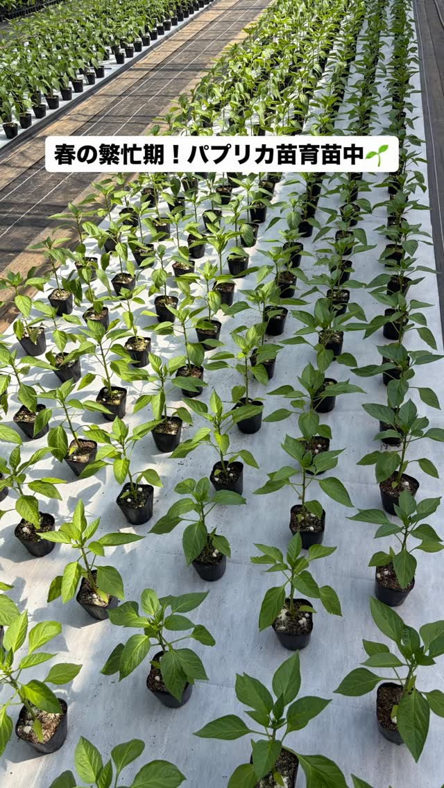 春の繁忙期！
ラディッシュ、パセリに
パプリカ苗もスクスク成長中🌱

暖かいを通り越して日中は暑いぐらいなので😅
急がなければ〜💦

#マルタカ菜園 #鹿児島 #農業